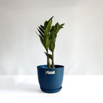 ZZ Plant