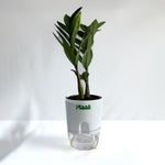ZZ Plant
