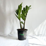 ZZ Plant