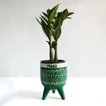 ZZ Plant