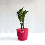 ZZ Plant