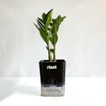 ZZ Plant