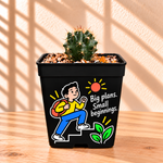 Coryphantha