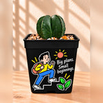 Astrophytum cactus