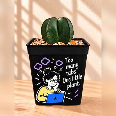 Astrophytum cactus