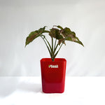 Syngonium Pink