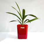 China Palm