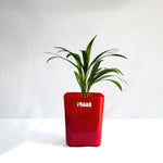 Areca Palm